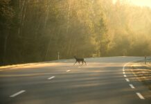 Zeitumstellung erhöht Unfallrisiko: ADAC warnt vor akutem Wildwechsel im Berufsverkehr Wild auf der Fahrbahn